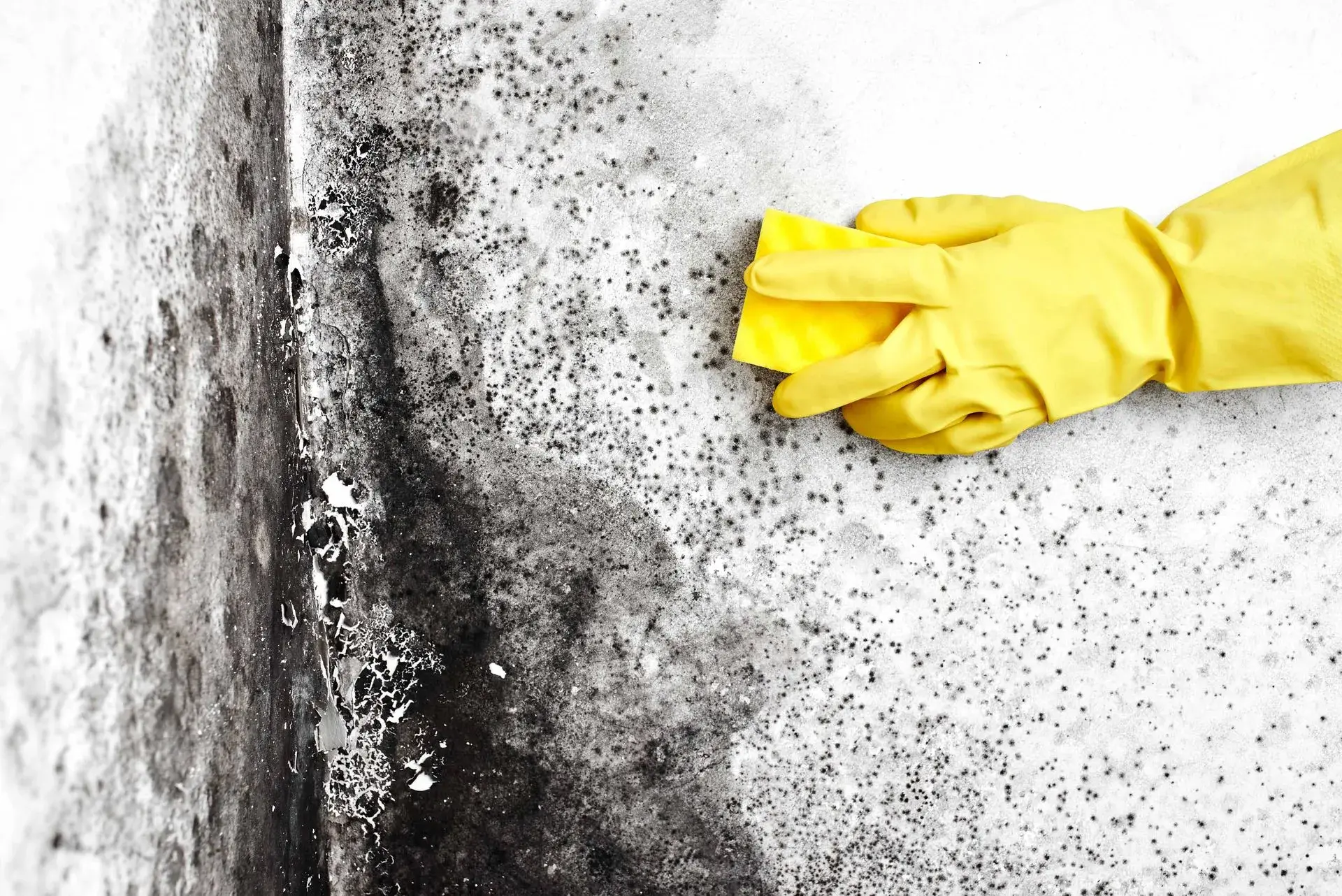 mold