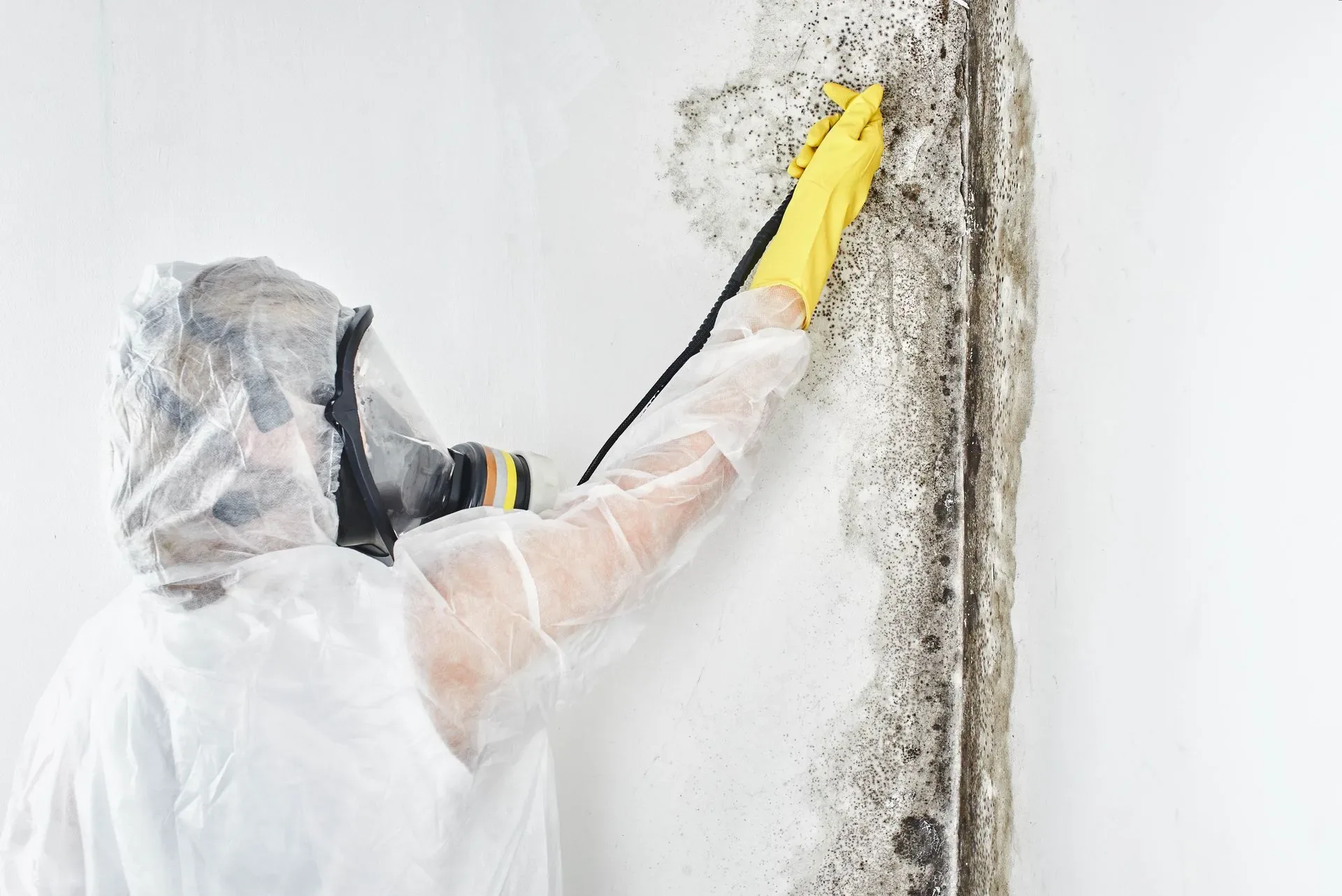 mold